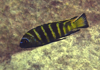 Maylandia sp. 'elongatus goldbar' Same Bay